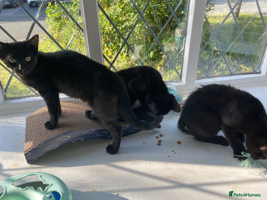 Mixed Breed cats for sale: One male one female - Advert 6