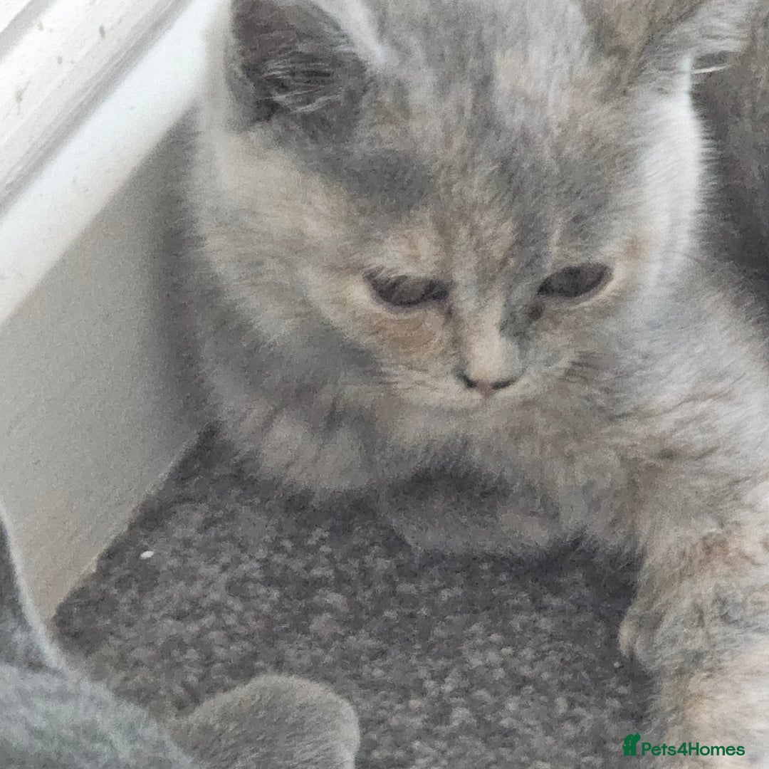 British Shorthair cats for sale: Beautiful kitten GCCF registered - Advert 7