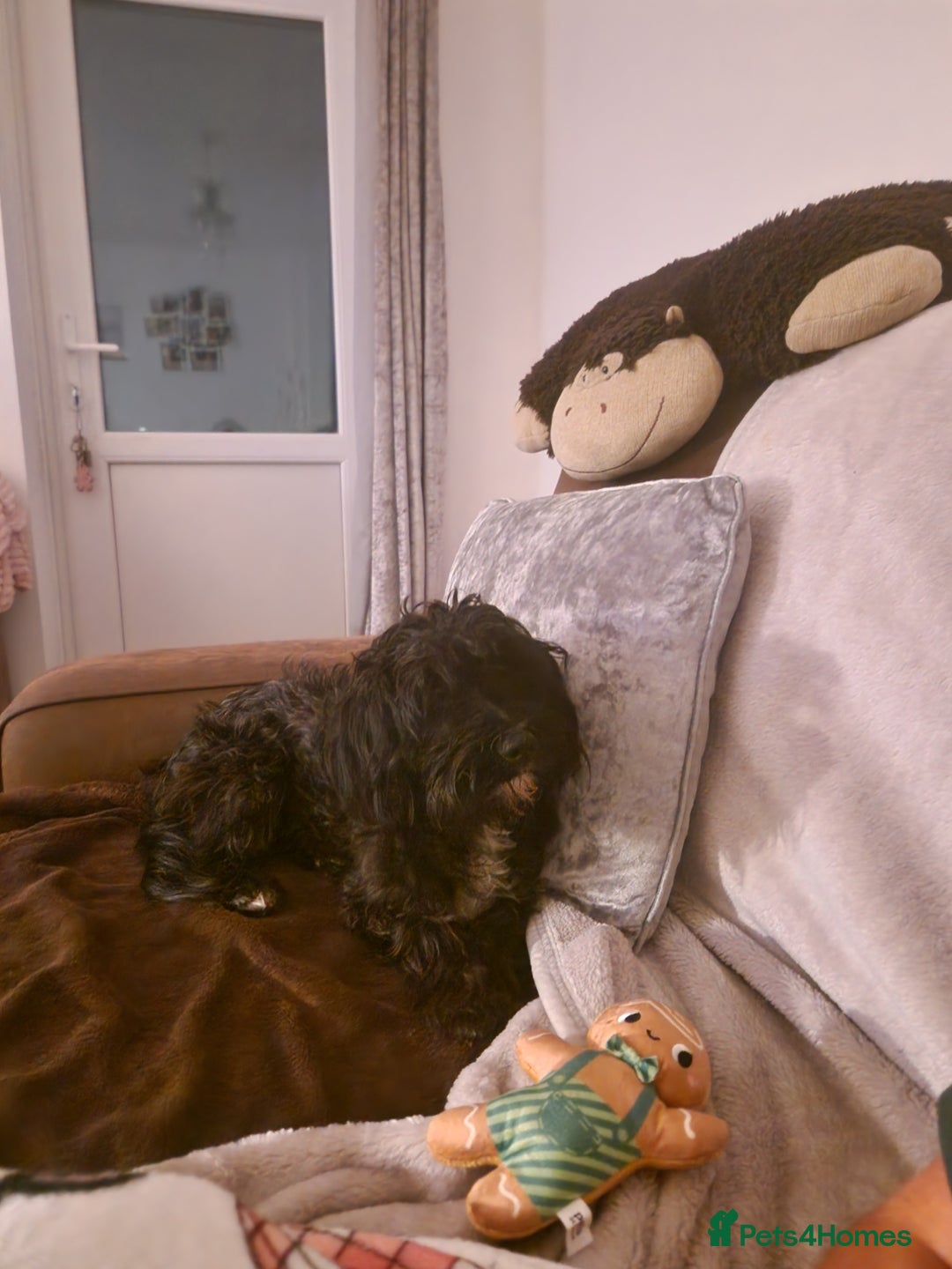 Mixed Breed dogs for sale: Yorkipoo - Image 2