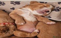 Mixed Breed dogs for sale: Cockalier/Springer Spaniel puppies ready for you! in London - Image 6
