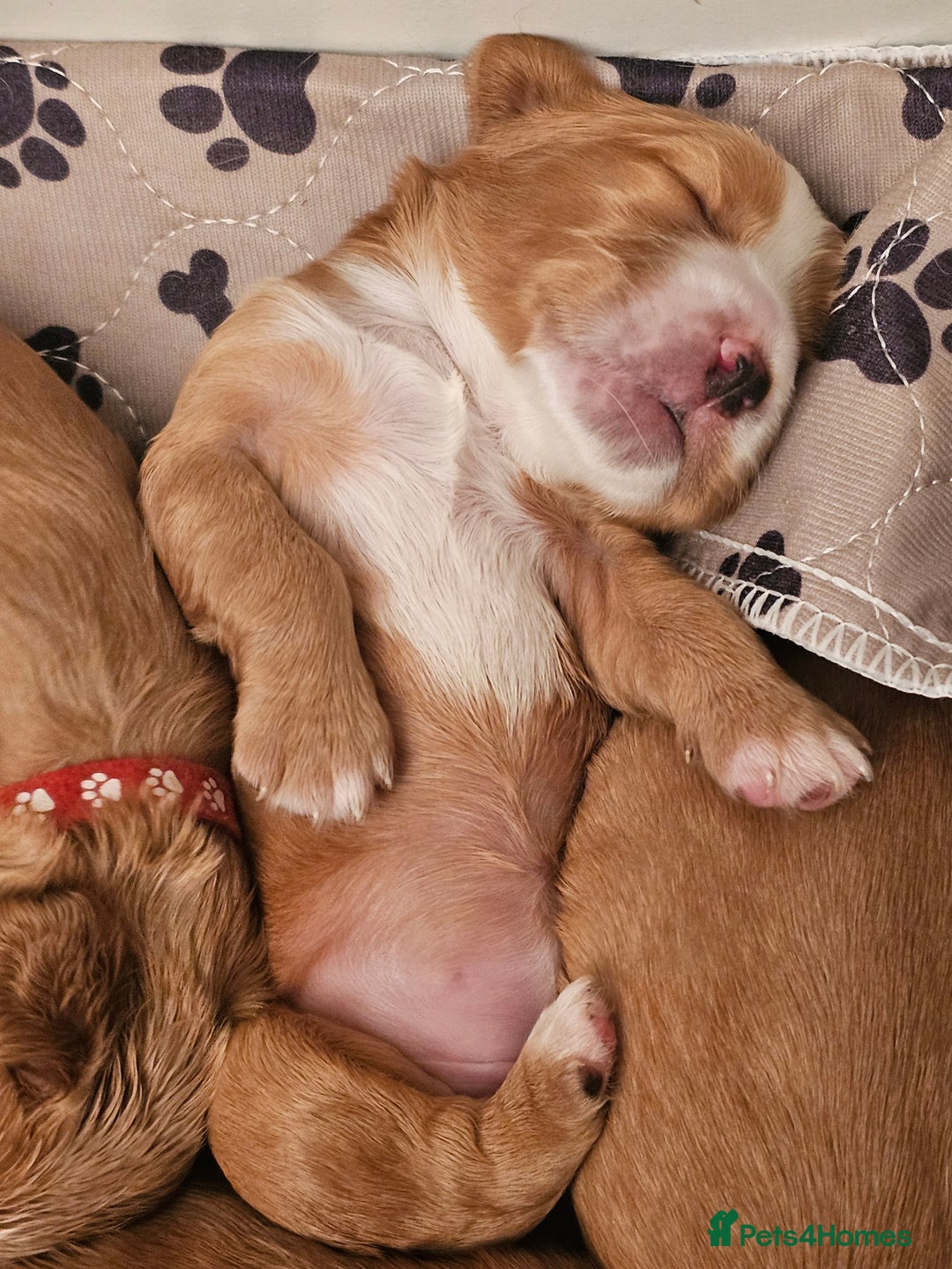 Mixed Breed dogs for sale: Cockalier/Springer Spaniel puppies ready for you! in London - Image 6