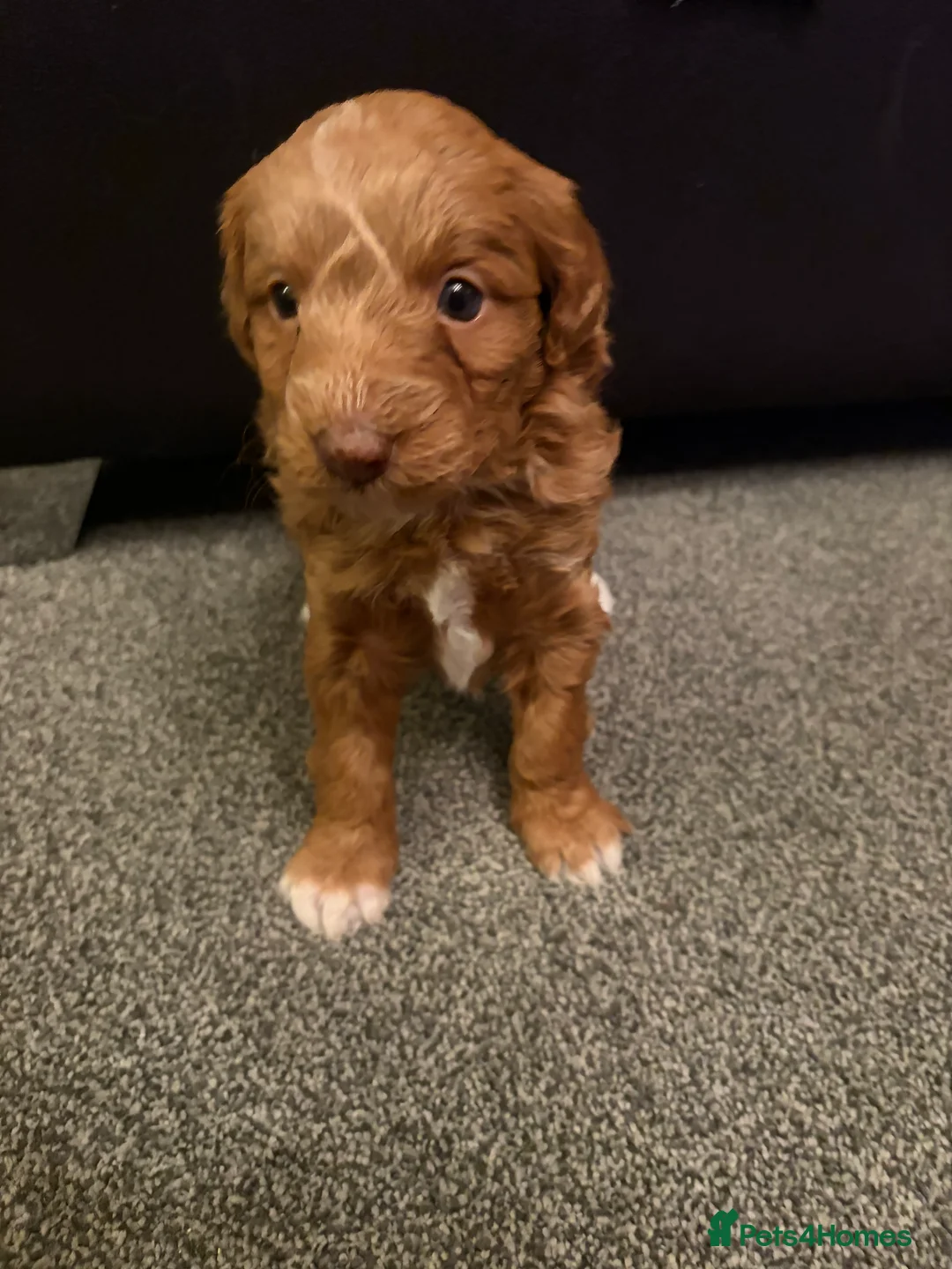 Bordoodle dogs for sale: Stunning litter of colliepoo/bordoodle puppies  - Advert 31
