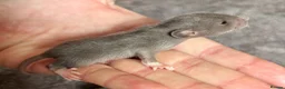 Rat rodents for sale: Beautiful siamese baby rats - Advert 4