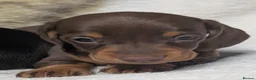 Miniature Dachshund dogs for sale: Quality KC/ PRA clear Miniature Dachshund puppies  - Advert 9