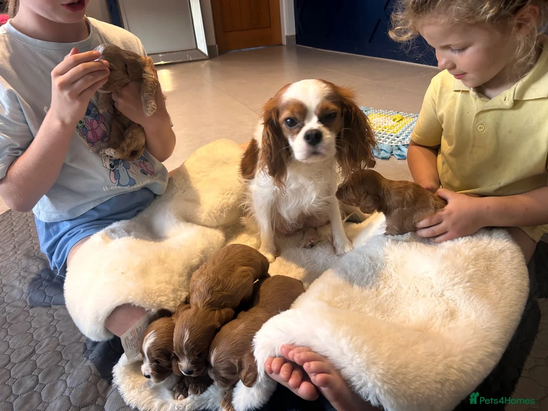 Cavapoo dogs for sale: 5 star licensed Cavapoo home breeder  - Advert 9
