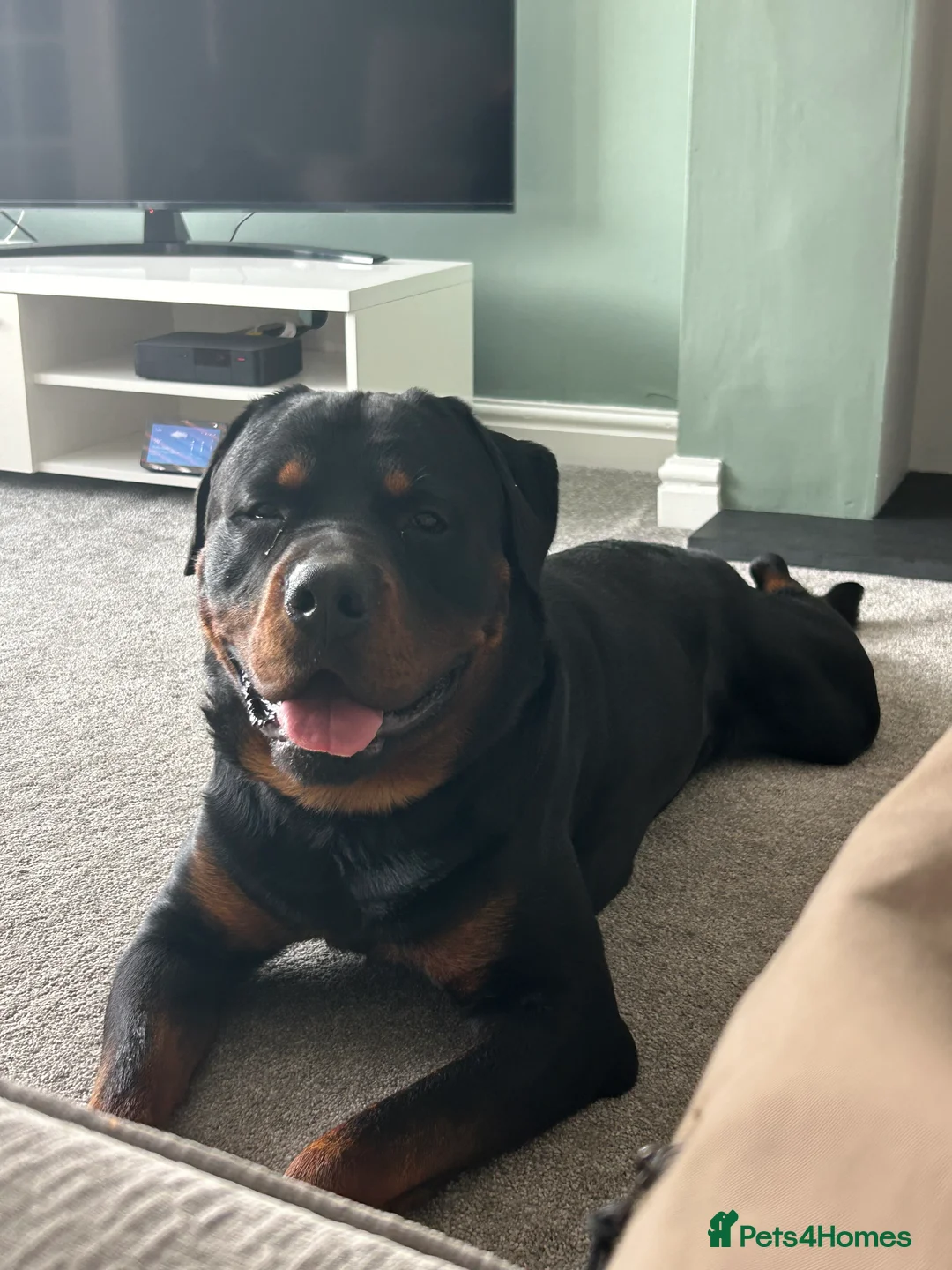Rottweiler dogs for sale: 2 year old male full German  - Advert 10