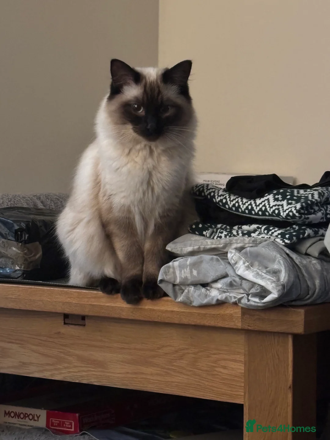 Ragdoll cats for sale: Cooper - Advert 9