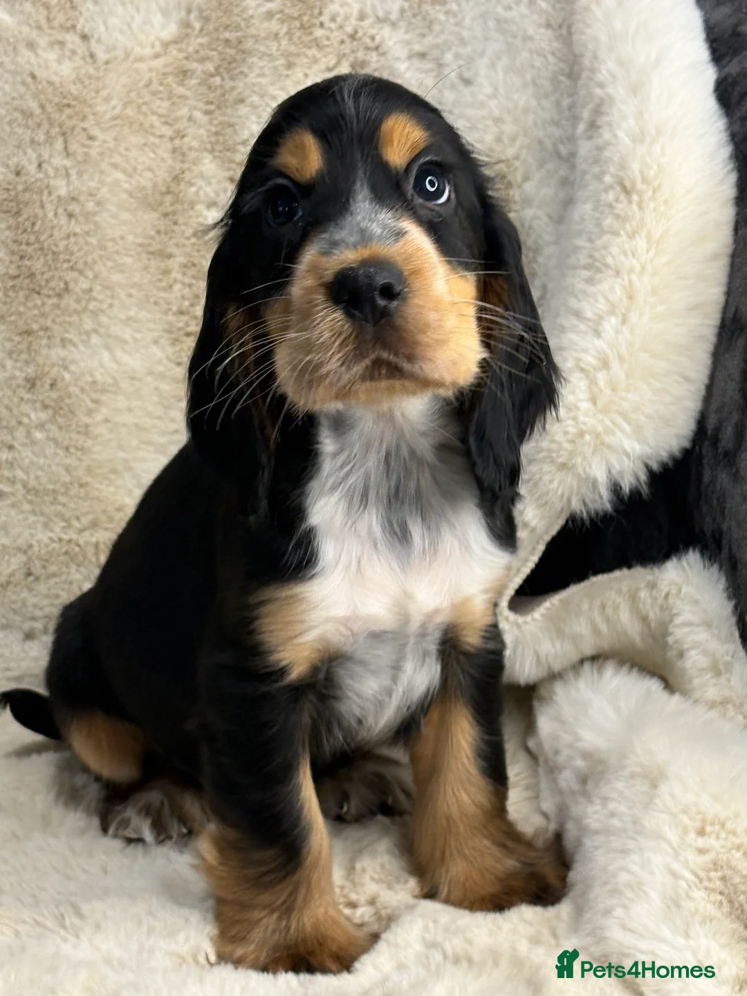 Cocker Spaniel dogs for sale: Top quality cocker spaniel pups  - Advert 14