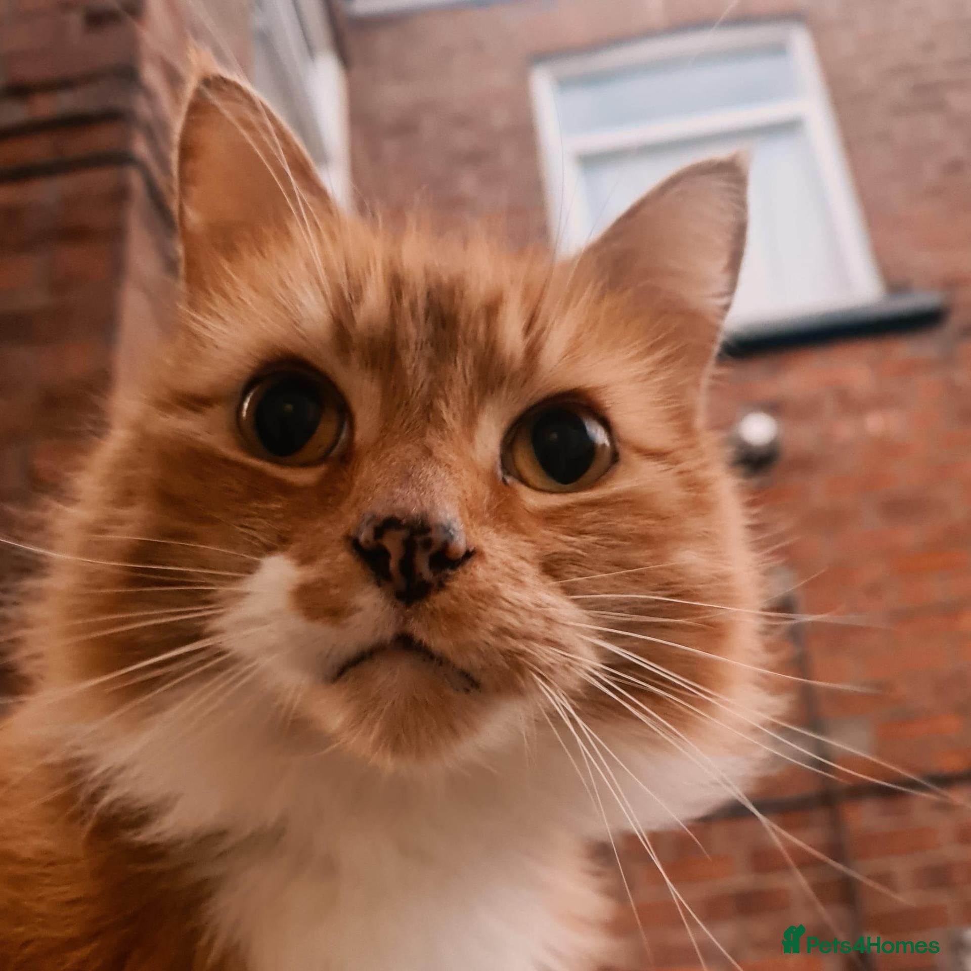 Mixed Breed cats Rehoming Zeppy  - Advert 3