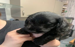 Doxiepoo dogs for sale: Gorgeous Doxipoo puppies  - Image 4