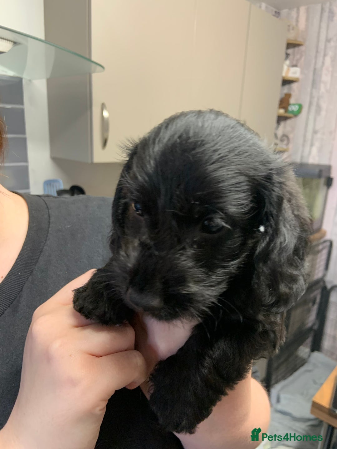 Doxiepoo dogs for sale: Gorgeous Doxipoo puppies  - Image 4