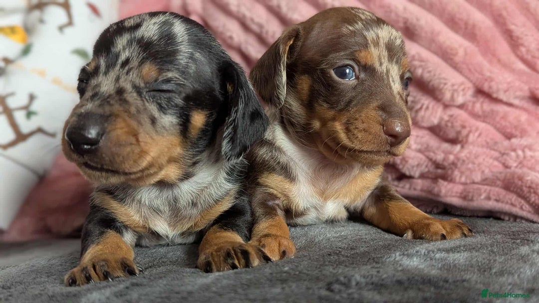 Miniature Dachshund dogs for sale: Beautiful KC miniature dachshund puppies - Image 6
