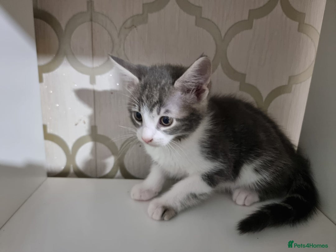 Domestic Shorthair cats for sale: 5 Beautiful Kittens Looking for Forever Homes - Image 17