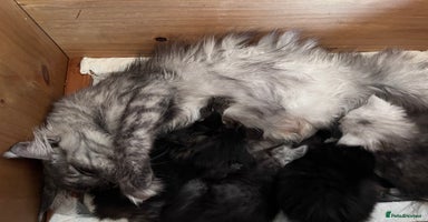 Maine Coon cats - Advert 7