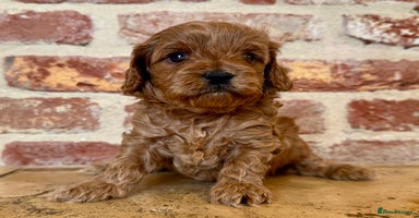 Cavapoo dogs - Advert 9