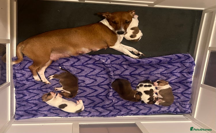 Jack Russell dogs - Advert 1