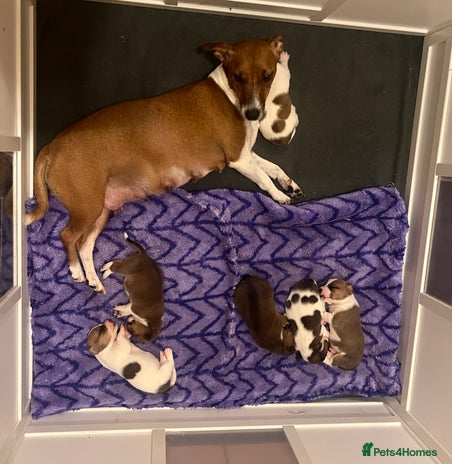 Jack Russell dogs - Advert 8