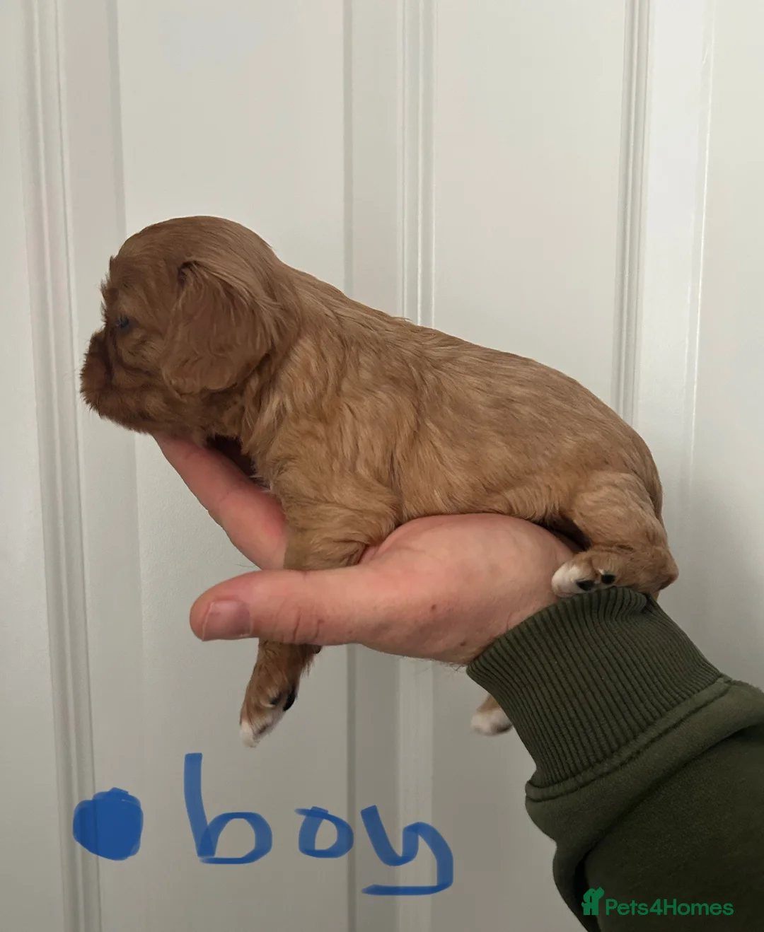 Cavalier King Charles Spaniel dogs for sale: ⭐️Beautiful health tested Cavalier King Charles⭐️ - Advert 2