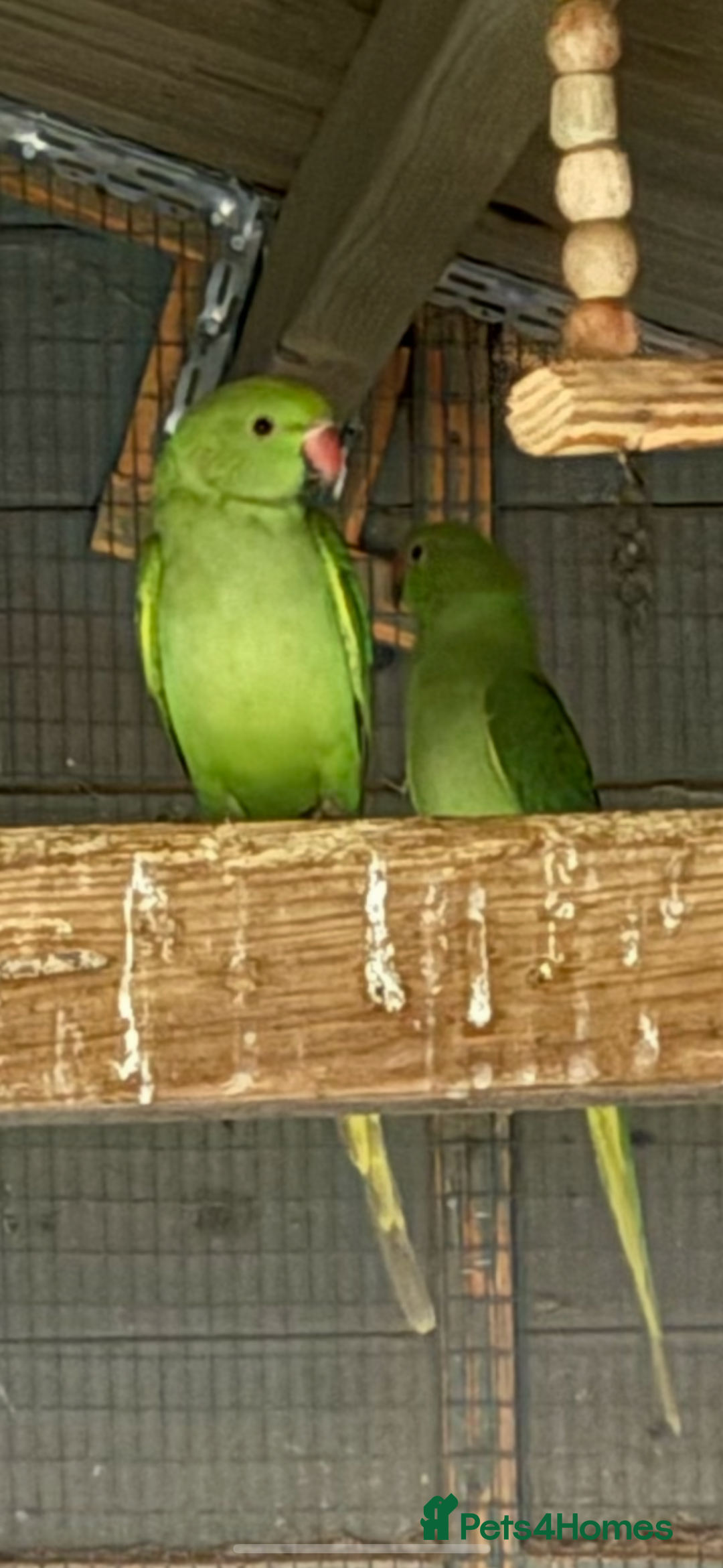 Ringnecks birds for sale: Baby ringneck for sale - Advert 4