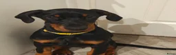 Dobermann dogs for sale: KC registered puppies  - Advert 2