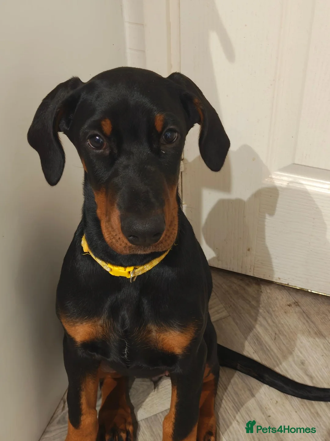 Dobermann dogs for sale: KC registered puppies  - Advert 2