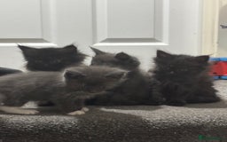 Maine Coon cats for sale: Loveliest, fluffy Maine coon X ragdoll kittens - Image 12