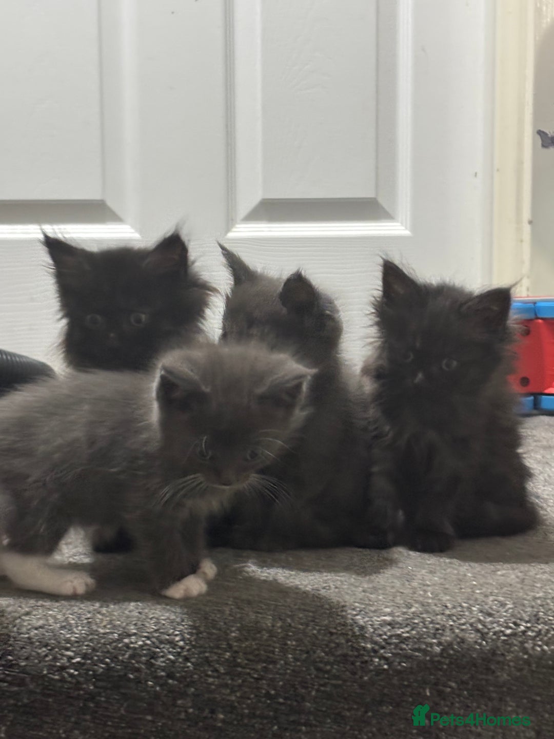 Maine Coon cats for sale: Loveliest, fluffy Maine coon X ragdoll kittens - Image 12