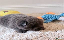 Chow Chow dogs for sale: Kc reg chow chow pups - Advert 3