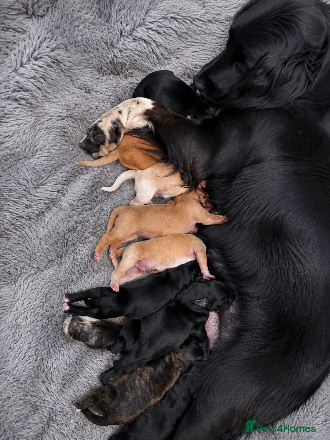 Goldador dogs for sale: Ready for their new forever homes  - Advert 1