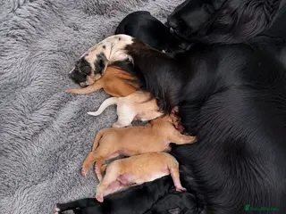 Goldador dogs Ready for their new forever homes - Advert 10