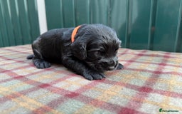 Cocker Spaniel dogs for sale: Working cocker spaniel puppies - Image 16