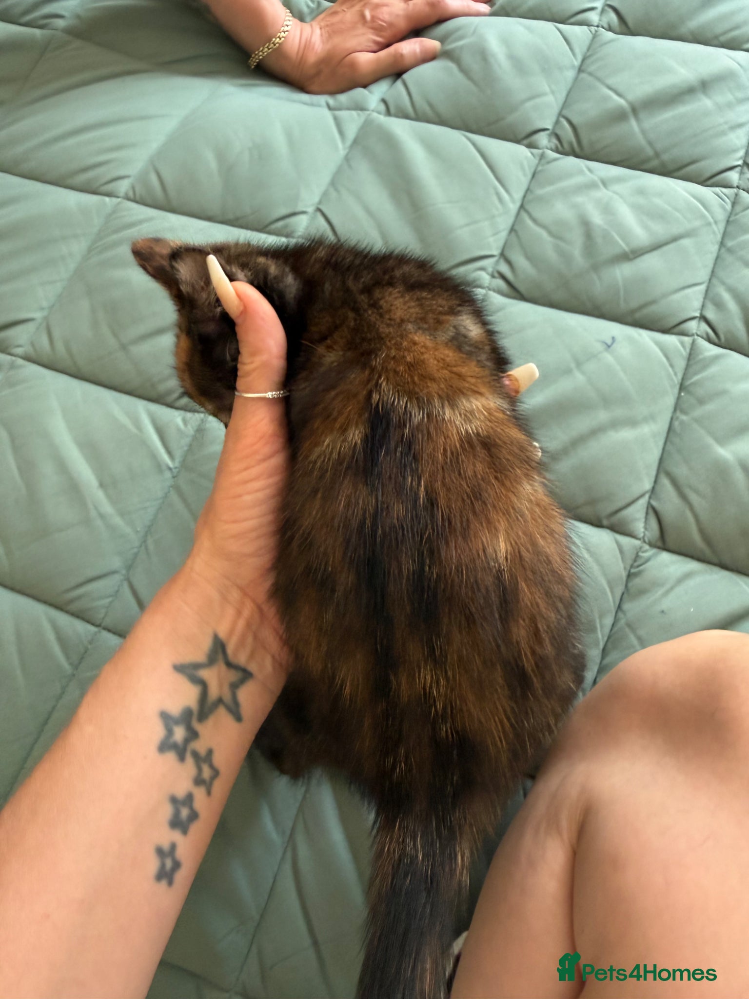 Mixed Breed cats for sale: Kittens for sale READY NOW in Brandon - Advert 23