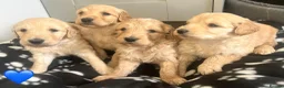 Goldendoodle dogs for sale: Stunning Goldendoodle Puppies - Advert 33