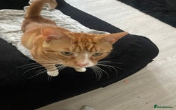 Abyssinian cats for sale: Ginger cat - Image 2