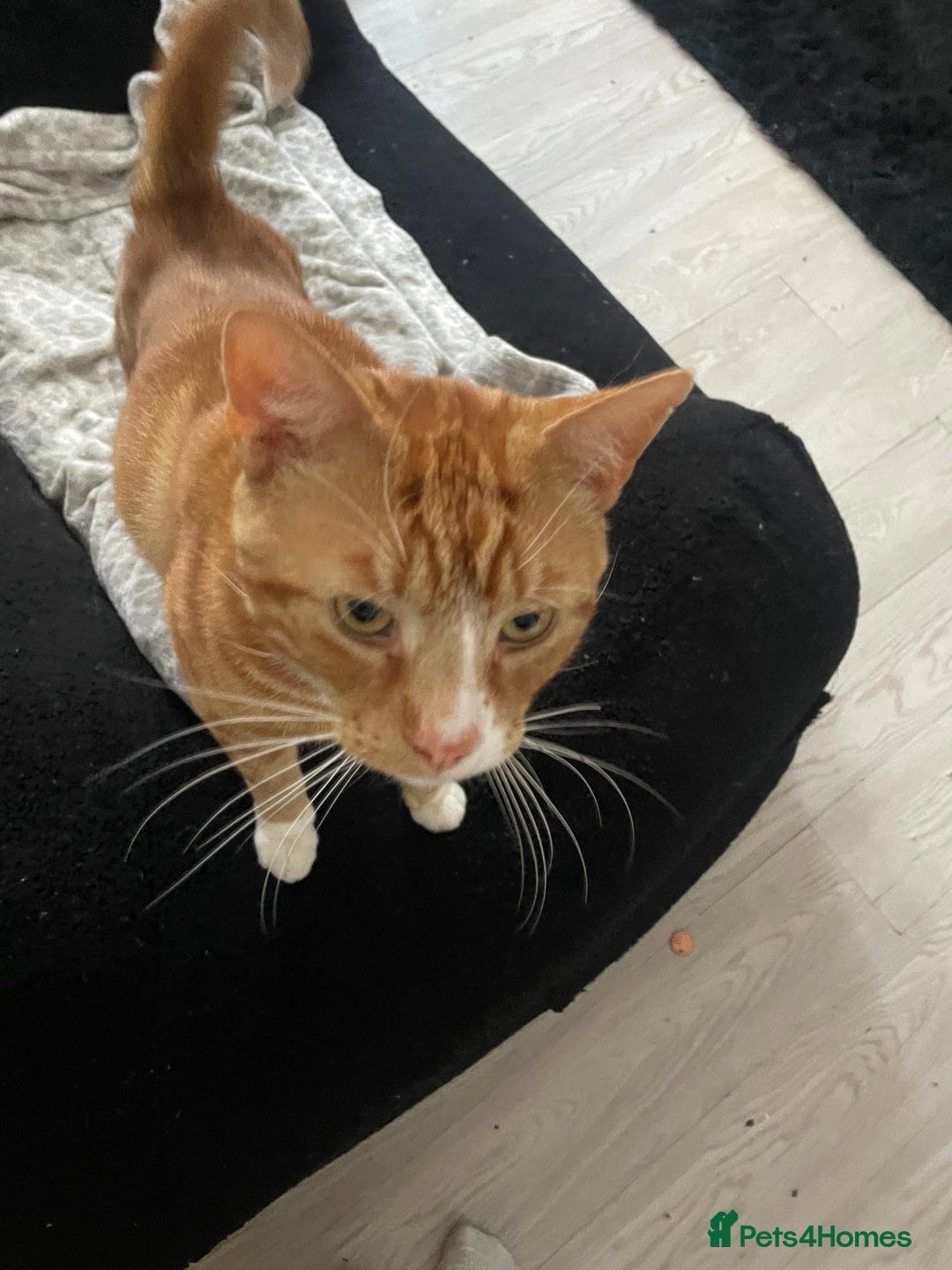 Abyssinian cats for sale: Ginger cat - Image 2