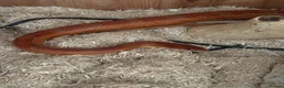 Corn Snake reptiles for sale: Cornsnake and large homemade viv in Harwich - Advert 3