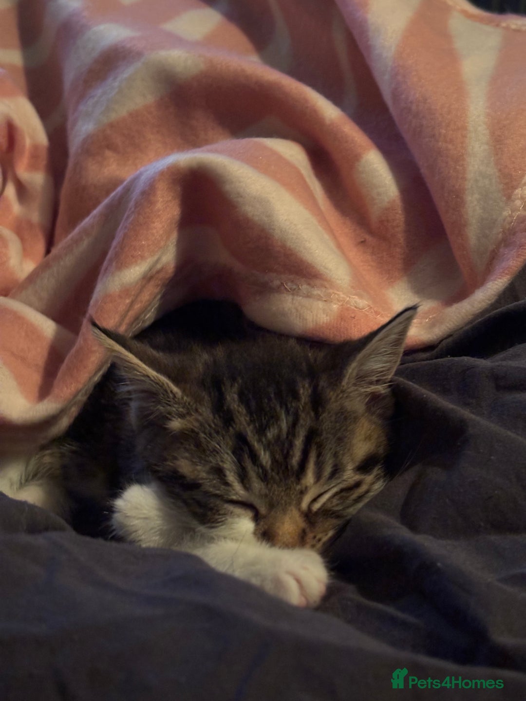 Mixed Breed cats for sale: Beautiful Female Kitten (with all belongings) - Advert 3