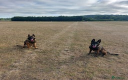 Belgian Shepherd Dog dogs for sale: Stunning Belgian Mali Pups - Image 12