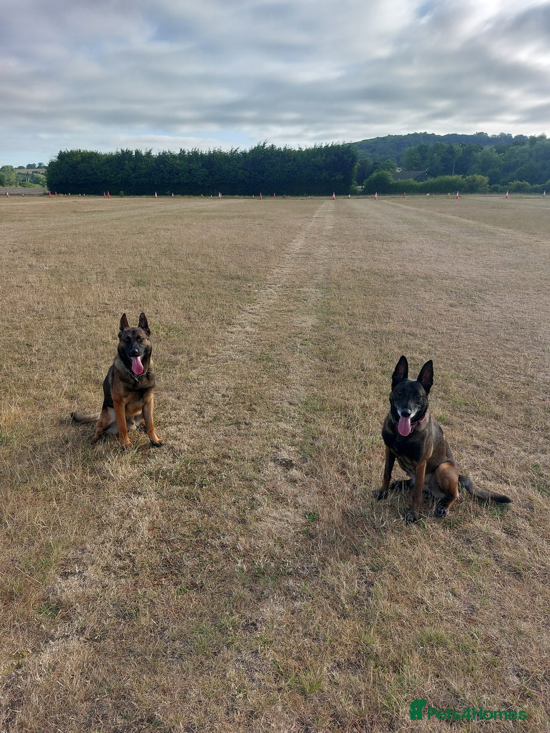 Belgian Shepherd Dog dogs for sale: Stunning Belgian Mali Pups - Image 12