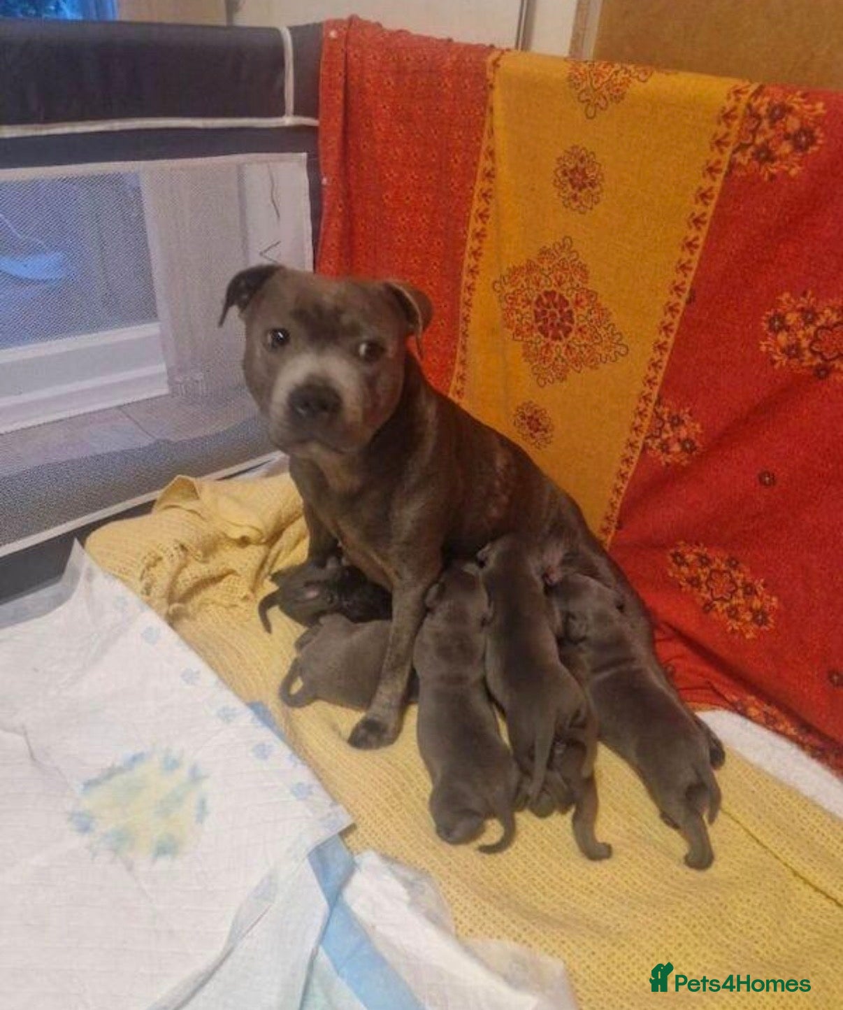 Staffordshire Bull Terrier dogs Blue Staffordshire Bull Terrier Puppies - Advert 1