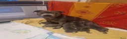 Staffordshire Bull Terrier dogs for sale: Blue Staffordshire Bull Terrier Puppies - Advert 1