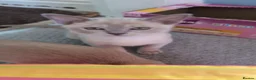 Burmese cats for sale: 1 Beautiful Lilac Burmese baby left - Advert 5