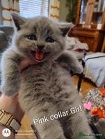 British Shorthair cats - Advert 16