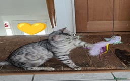 Bengal cats for sale: Reduced price only 2 boys left in Saint Helens - Image 1