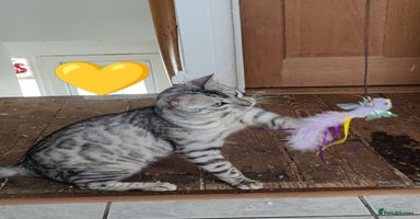 Bengal cats in Saint Helens - Advert 1