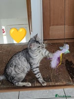 Bengal cats in Saint Helens - Advert 7
