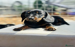 Miniature Dachshund dogs for sale: Wow what a stunning litter - Image 3