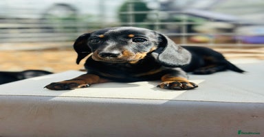 Miniature Dachshund dogs - Advert 12