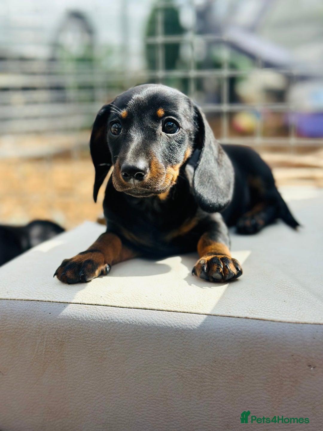Miniature Dachshund dogs for sale: Wow what a stunning litter - Image 3
