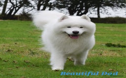 Samoyed dogs for sale: Puppy Waiting List Open for Top Quality KC Sammies - Image 13